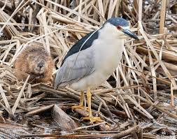 Image result for Nycticorax nycticorax