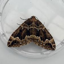 Attēlu rezultāti vaicājumam “Lampropteryx suffumata”