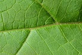 Attēlu rezultāti vaicājumam “macro”