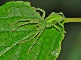 Attēlu rezultāti vaicājumam “Micrommata virescens”