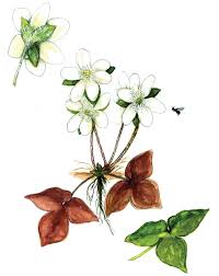 Attēlu rezultāti vaicājumam “Hepatica nobilis fruit”