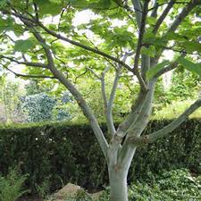 Attēlu rezultāti vaicājumam “Acer rufinerve”