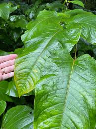 Attēlu rezultāti vaicājumam “Reynoutria sachalinensis leaf”