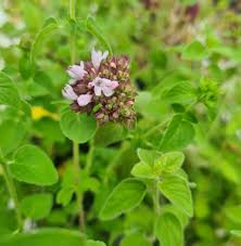 Image result for Origanum vulgare