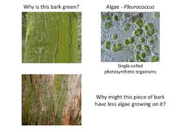 Attēlu rezultāti vaicājumam “Pleurococcus vulgaris”