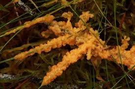 Attēlu rezultāti vaicājumam “Colloderma oculatum plasmodium”