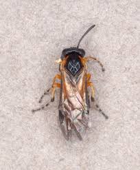 Attēlu rezultāti vaicājumam “Athelia pyriformis”