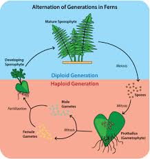 Attēlu rezultāti vaicājumam “sporophyte”