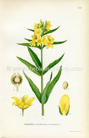 Attēlu rezultāti vaicājumam “Lysimachia vulgaris”