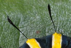 Attēlu rezultāti vaicājumam “Acronicta alni larva”