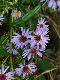 Image result for Aster lanceolatus