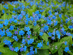 Attēlu rezultāti vaicājumam “Omphalodes verna”