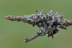 Attēlu rezultāti vaicājumam “Hypogymnia physodes”