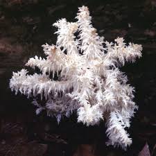 Attēlu rezultāti vaicājumam “Hericium coralloides”