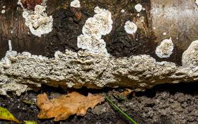 Attēlu rezultāti vaicājumam “Postia rennyi”