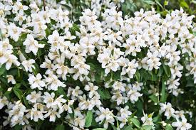 Attēlu rezultāti vaicājumam “Philadelphus lemoinei”