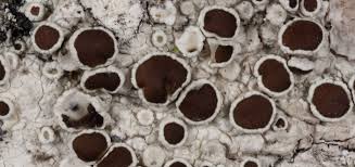 Attēlu rezultāti vaicājumam “Lecanora argentata”