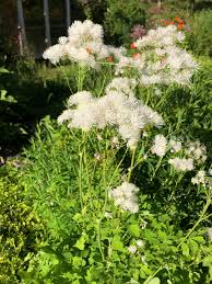 Attēlu rezultāti vaicājumam “Thalictrum lucidum flower”