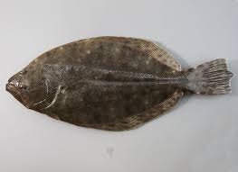 Image result for Paralichthys albigutta