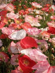 Image result for Papaver rhoeas 'Shirley'