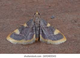 Attēlu rezultāti vaicājumam “Hypsopygia costalis”