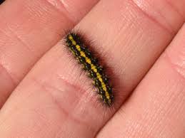 Attēlu rezultāti vaicājumam “Diloba caeruleocephala larva”