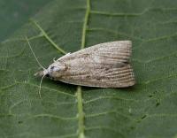 Attēlu rezultāti vaicājumam “Calamotropha paludella”