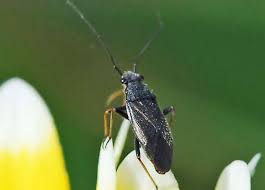 Attēlu rezultāti vaicājumam “Brachycera”