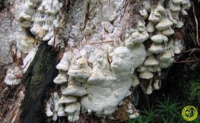 Attēlu rezultāti vaicājumam “Antrodia xantha”