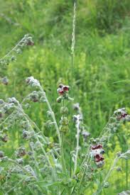 Attēlu rezultāti vaicājumam “Cynoglossum officinale leaf”