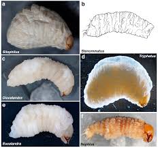 Attēlu rezultāti vaicājumam “Phronia sp. larva”