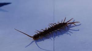 Attēlu rezultāti vaicājumam “Lithobius forficatus”