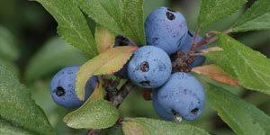 Attēlu rezultāti vaicājumam “Carex pseudocyperus fruit”
