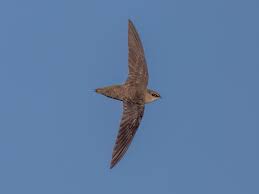 Image result for Chaetura pelagica