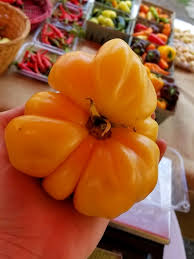 Afbeeldingsresultaat voor northern lights tomato