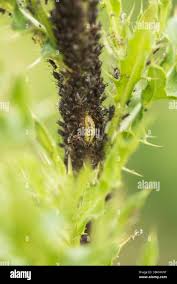 Attēlu rezultāti vaicājumam “Syrphus sp. imago”