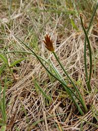 Attēlu rezultāti vaicājumam “Blysmus compressus flower”