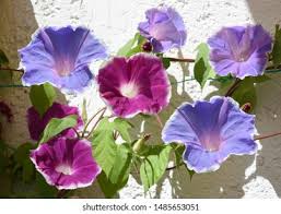 Image result for Prunkwinde