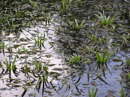 Attēlu rezultāti vaicājumam “Stratiotes aloides”