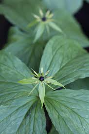 Attēlu rezultāti vaicājumam “Paris quadrifolia”