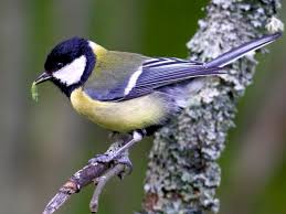 Attēlu rezultāti vaicājumam “Parus major female”