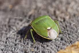 Attēlu rezultāti vaicājumam “Chlorochroa juniperina”
