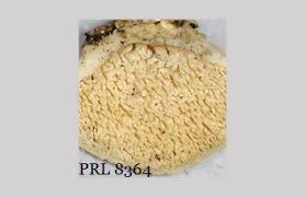 Attēlu rezultāti vaicājumam “Hericium cirrhatum”