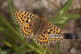 Attēlu rezultāti vaicājumam “Clossiana euphrosyne”