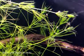 Attēlu rezultāti vaicājumam “Chara intermedia”