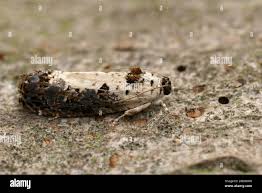 Attēlu rezultāti vaicājumam “Hedya salicella”