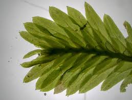 Attēlu rezultāti vaicājumam “Fissidens osmundoides”