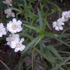 Attēlu rezultāti vaicājumam “Achillea salicifolia leaf”