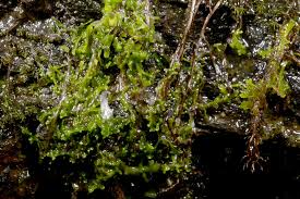 Attēlu rezultāti vaicājumam “Riccardia incurvata”