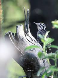 Attēlu rezultāti vaicājumam “Picoides tridactylus”